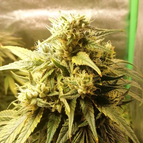 Walburga #3 growlog timeline photo