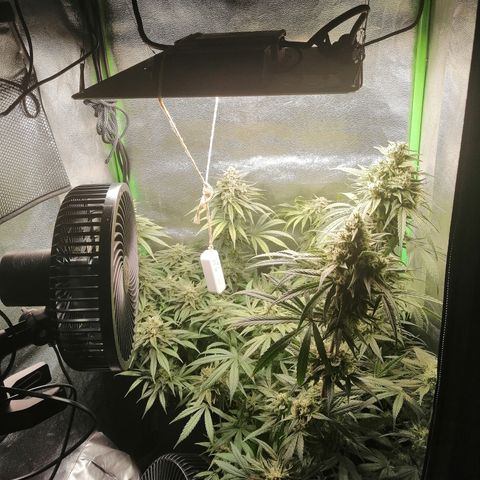 Walburga #3 growlog timeline photo