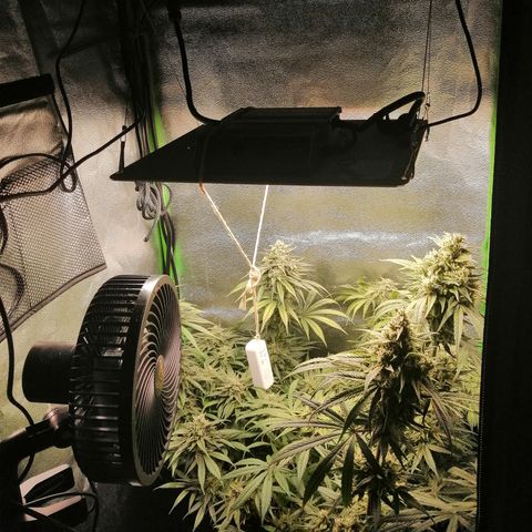 Walburga #3 growlog timeline photo