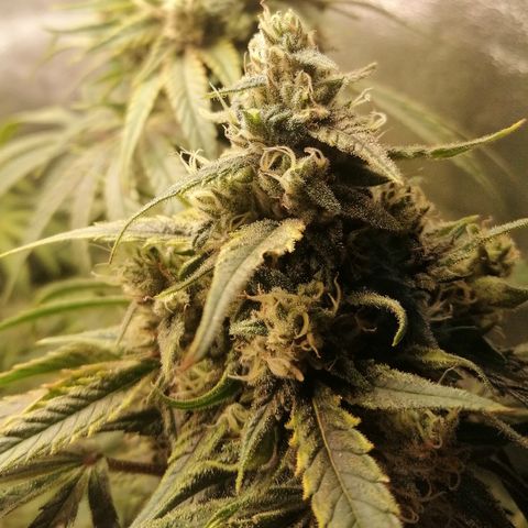 Walburga #3 growlog timeline photo