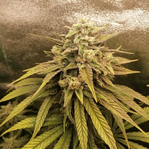 Walburga #3 growlog timeline photo