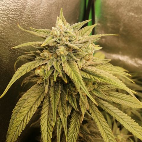 Walburga #3 growlog timeline photo