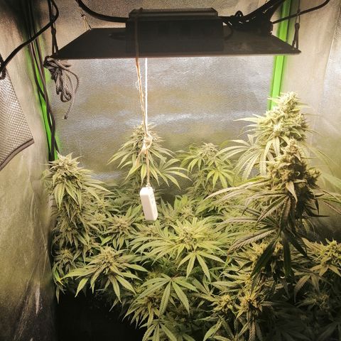 Walburga #3 growlog timeline photo