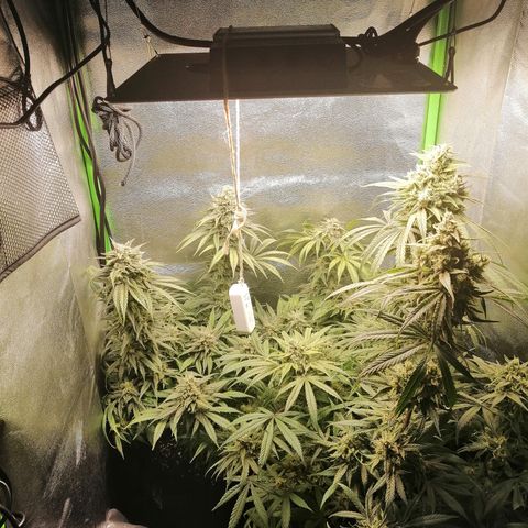 Walburga #3 growlog timeline photo