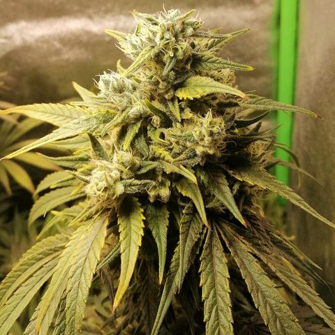 Walburga #3 growlog timeline photo