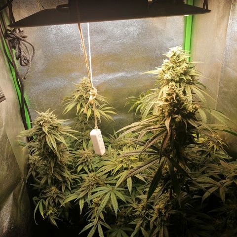 Walburga #3 growlog timeline photo