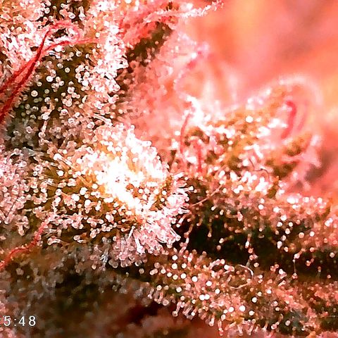 Walburga #3 growlog timeline photo