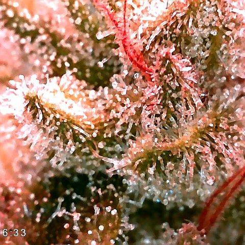Walburga #3 growlog timeline photo