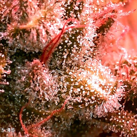 Walburga #3 growlog timeline photo