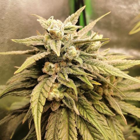 Walburga #3 growlog timeline photo