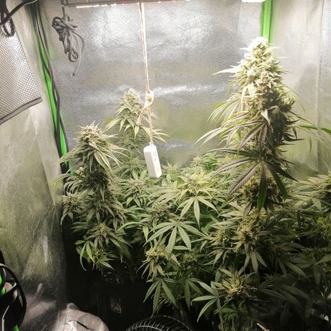 Walburga #3 growlog timeline photo