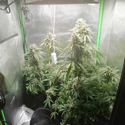 Walburga #3 growlog timeline photo