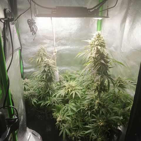 Walburga #3 growlog timeline photo