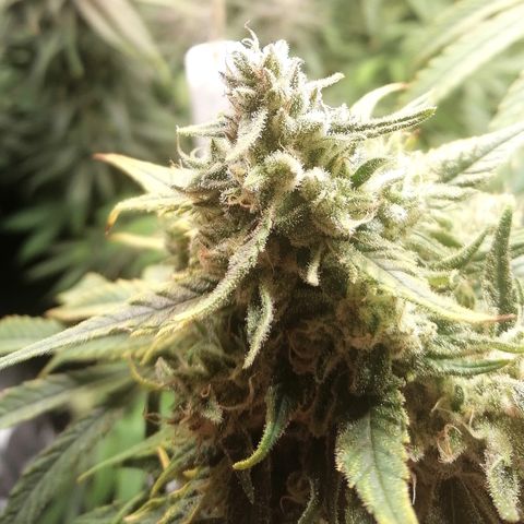Walburga #3 growlog timeline photo