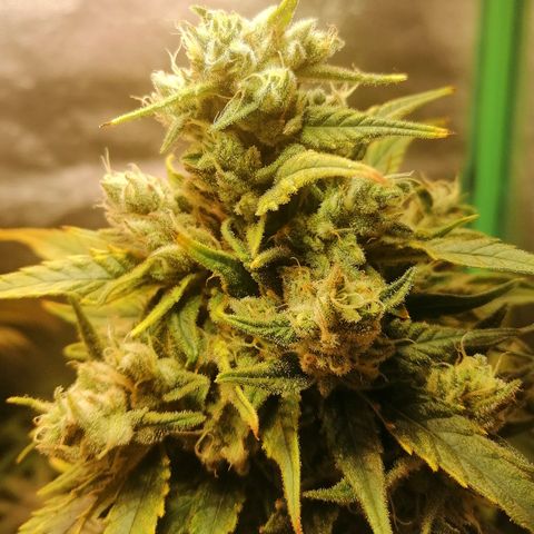 Walburga #3 growlog timeline photo