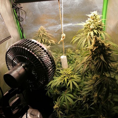 Walburga #3 growlog timeline photo