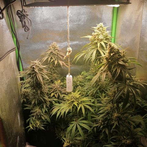 Walburga #3 growlog timeline photo