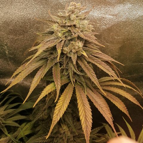 Walburga #3 growlog timeline photo