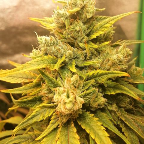 Walburga #3 growlog timeline photo