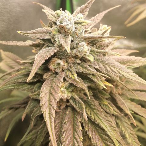 Walburga #3 growlog timeline photo