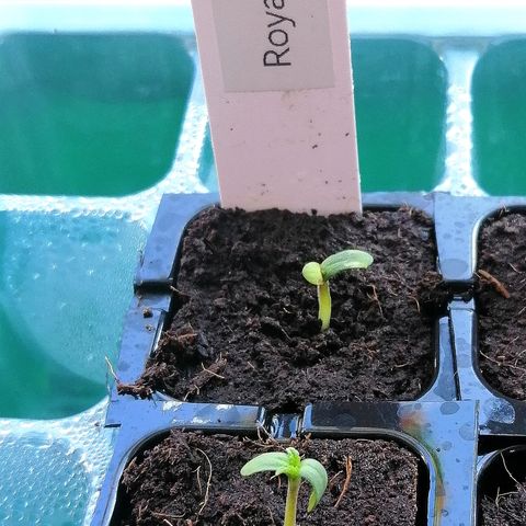 Julia growlog timeline photo