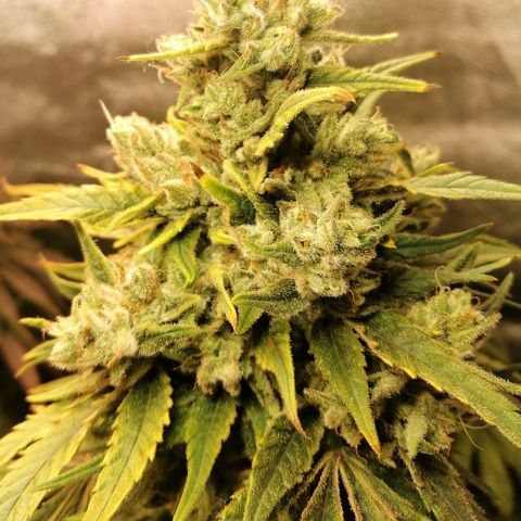 Walburga #3 growlog timeline photo