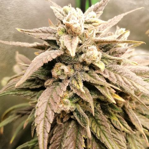 Walburga #3 growlog timeline photo