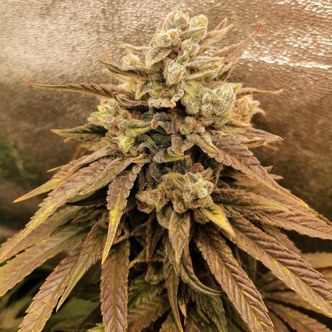 Walburga #3 growlog timeline photo