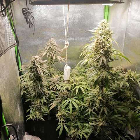 Walburga #3 growlog timeline photo