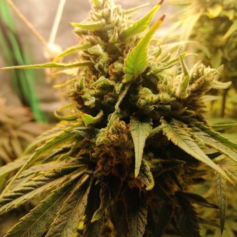 Walburga #3 growlog timeline photo