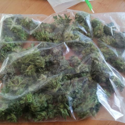Walburga #1 growlog timeline photo