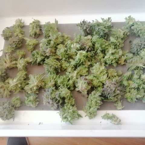 Walburga #1 growlog timeline photo