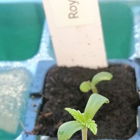 Julia growlog timeline photo