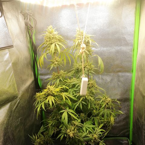 Walburga #2 growlog timeline photo