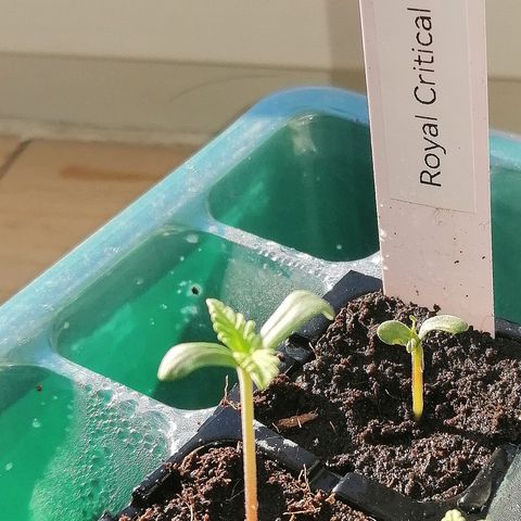 Julia growlog timeline photo