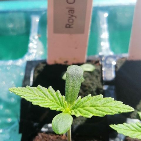 Julia growlog timeline photo