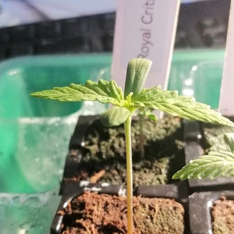 Julia growlog timeline photo