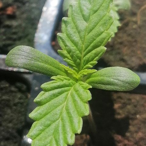 Julia growlog timeline photo