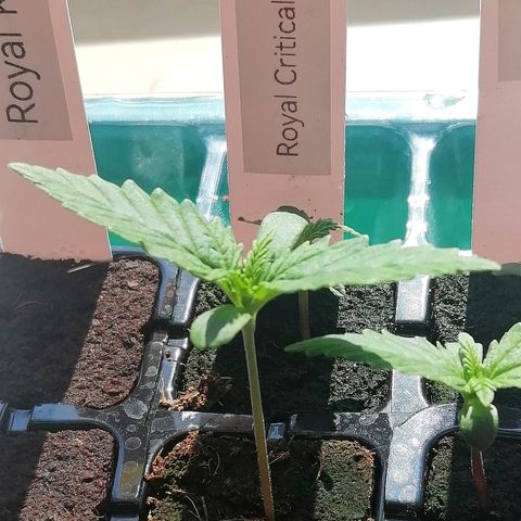 Julia growlog timeline photo