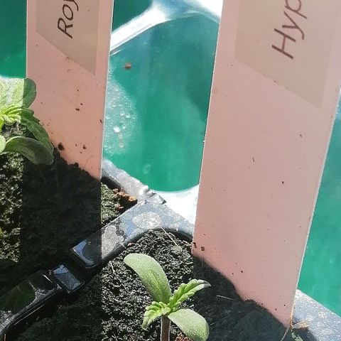 Bärbel growlog timeline photo
