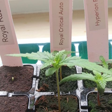 Julia growlog timeline photo