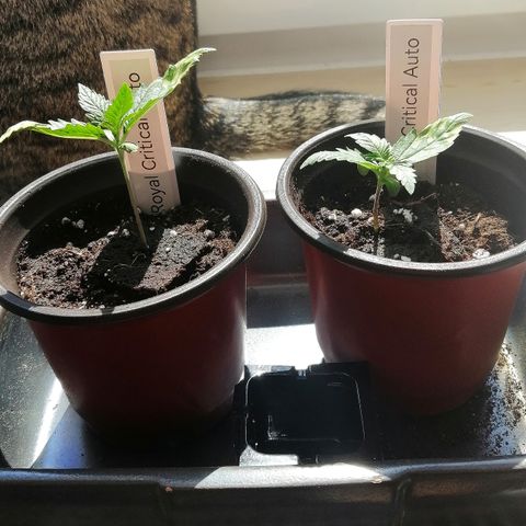 Julia growlog timeline photo