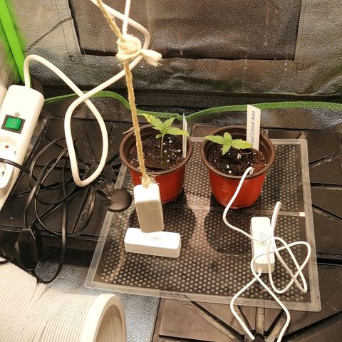 Julia growlog timeline photo