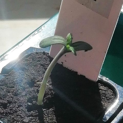 Susanne growlog timeline photo