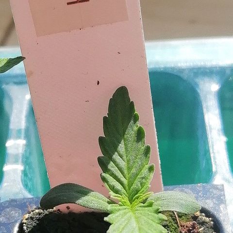 Bärbel growlog timeline photo