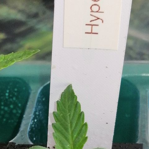 Bärbel growlog timeline photo