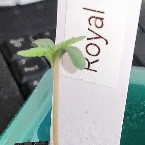 Susanne growlog timeline photo