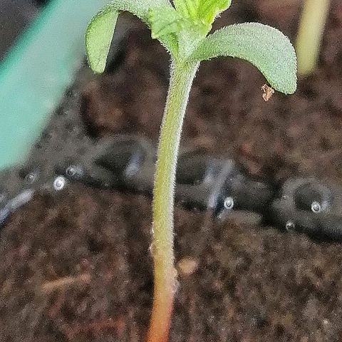 Ida growlog timeline photo