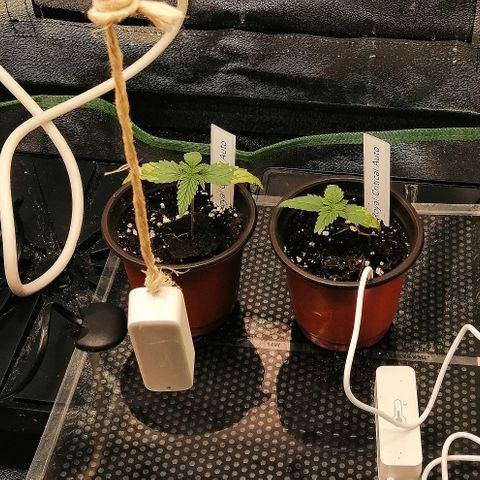 Julia growlog timeline photo