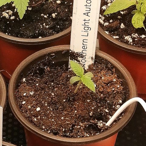 Ida growlog timeline photo